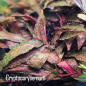 Preview: Cryptocoryne nurii - Rose Maiden 1-2-Grow!